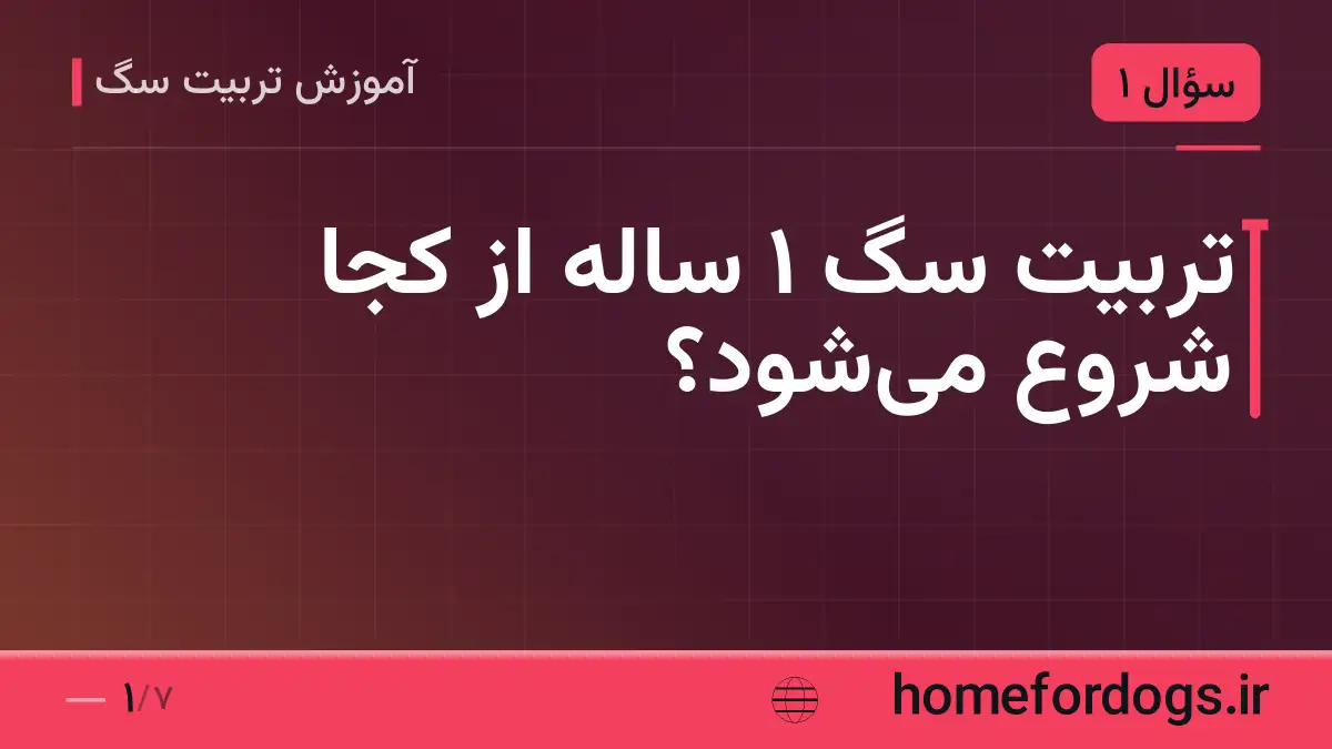 تربیت سگ 1 ساله از کجا شروع میشود؟
