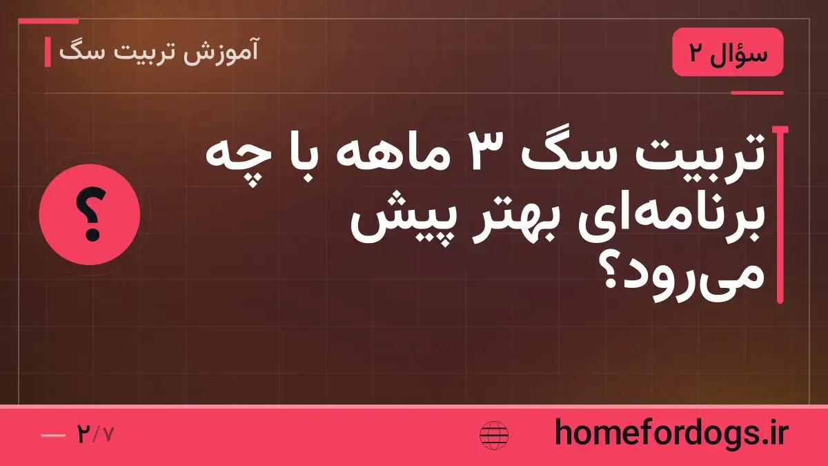 تربیت سگ ۳ ماهه با چه برنامهای بهتر پیش میرود؟
