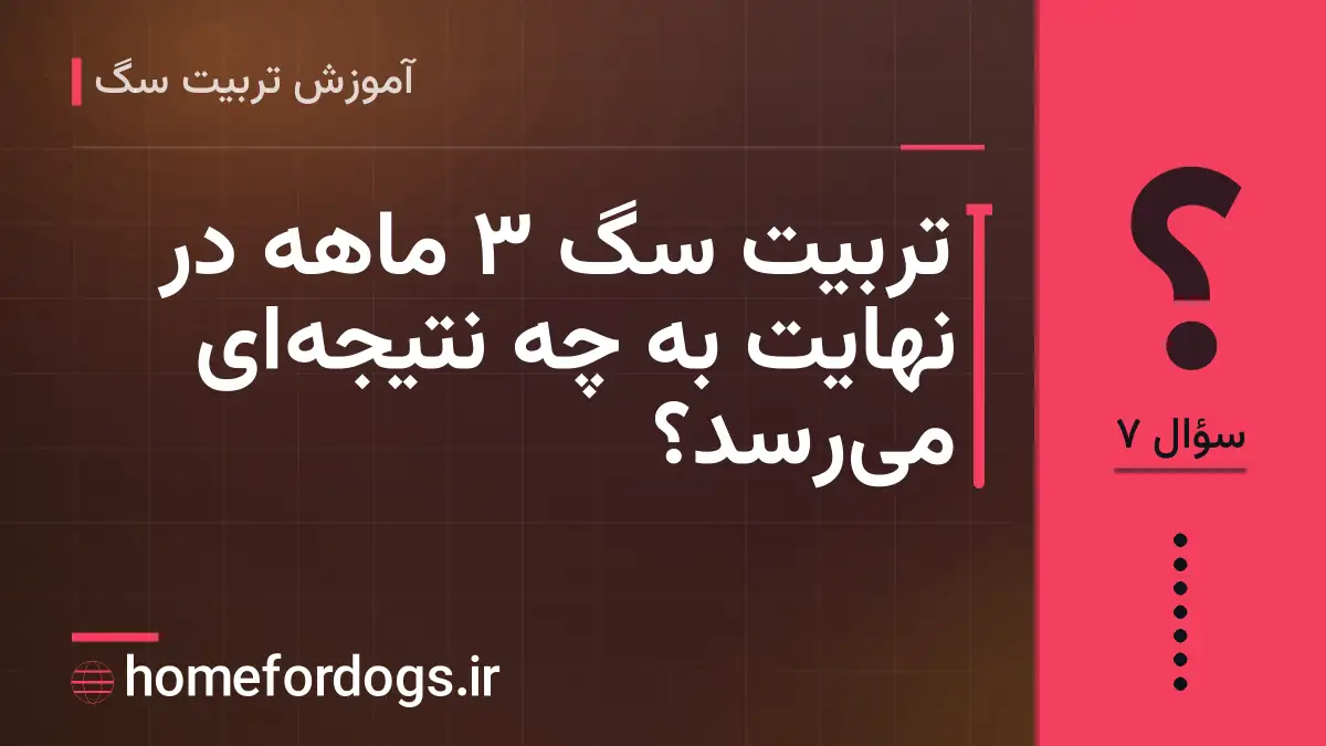 تربیت سگ ۳ ماهه در نهایت به چه نتیجهای میرسد؟