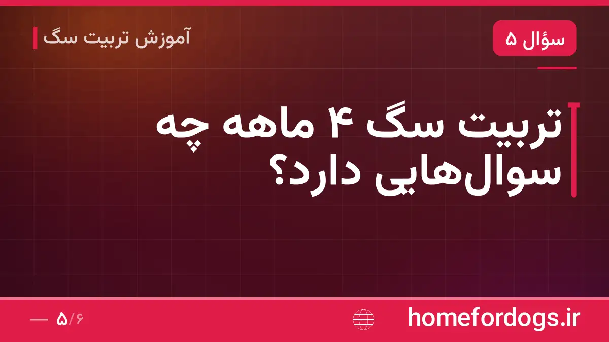 تربیت سگ ۴ ماهه چه سوالهایی دارد؟