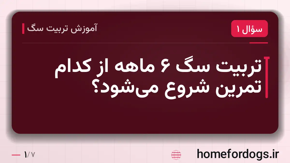 تربیت سگ ۶ ماهه از کدام تمرین شروع می‌شود؟