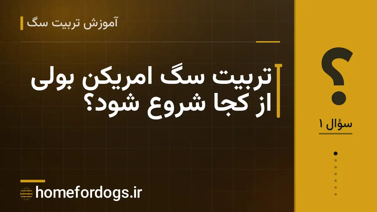 تربیت سگ امریکن بولی از کجا شروع شود؟