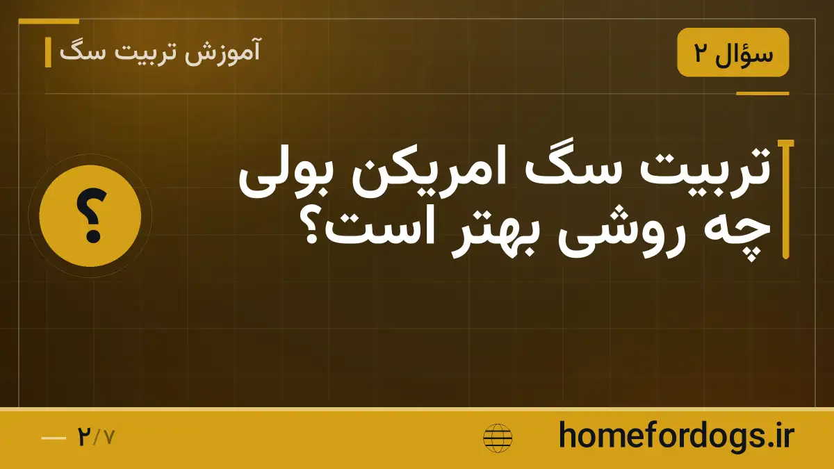 تربیت سگ امریکن بولی چه روشی بهتر است؟