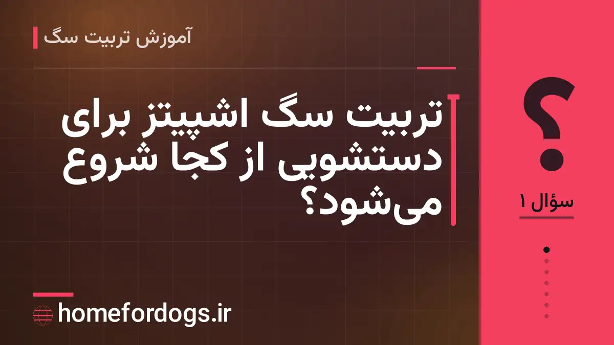 تربیت سگ اشپیتز برای دستشویی از کجا شروع می‌شود؟