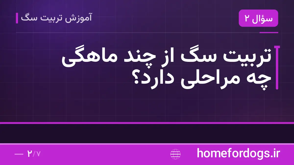 تربیت سگ از چند ماهگی چه مراحلی دارد؟