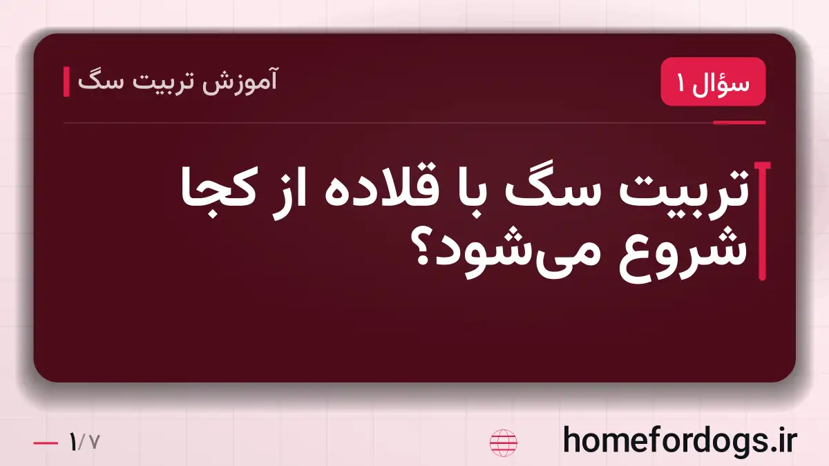 تربیت سگ با قلاده از کجا شروع می‌شود؟