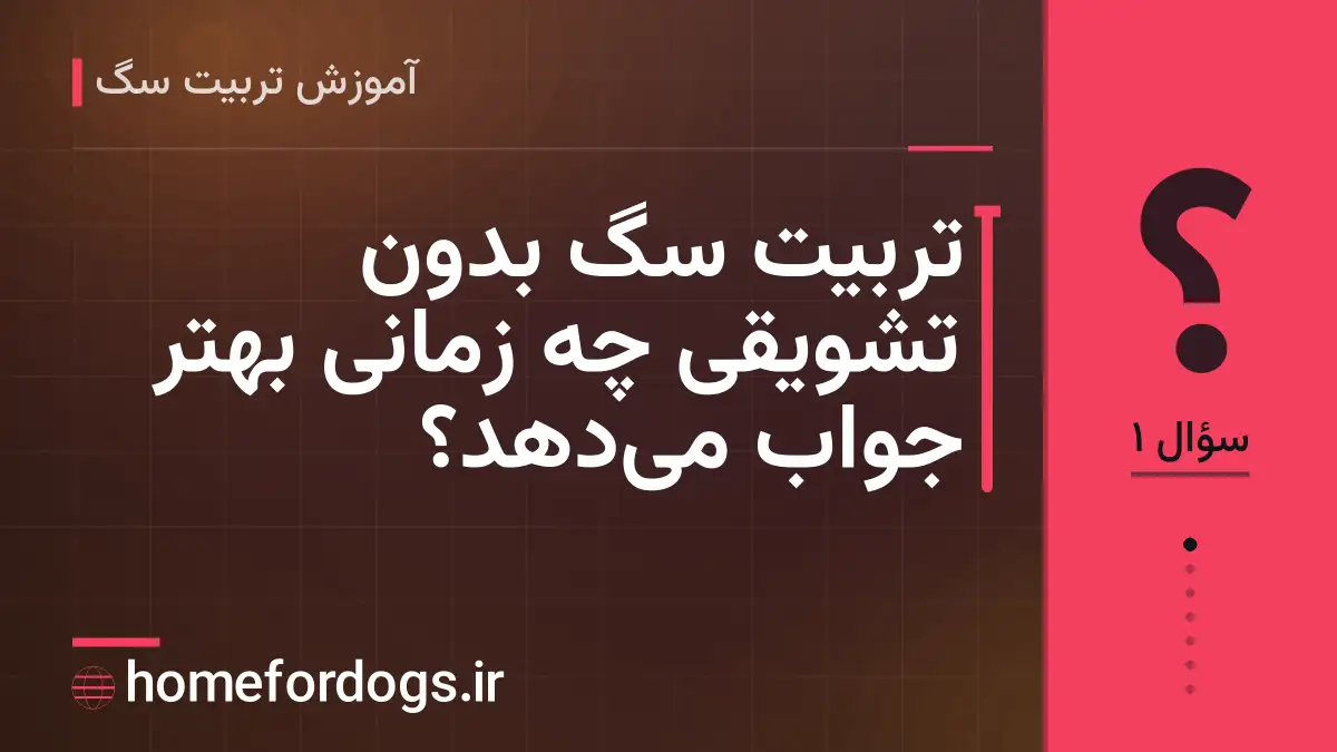 تربیت سگ بدون تشویقی چه زمانی بهتر جواب می‌دهد؟