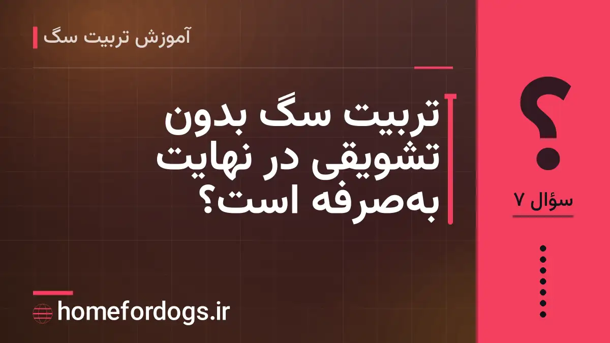 تربیت سگ بدون تشویقی در نهایت به‌صرفه است؟