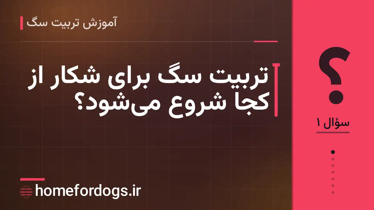 تربیت سگ برای شکار از کجا شروع می‌شود؟