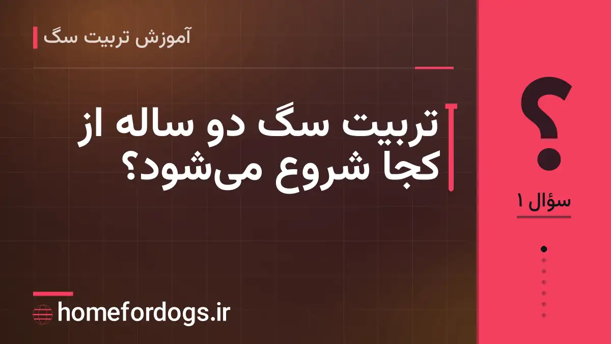 تربیت سگ دو ساله از کجا شروع میشود؟