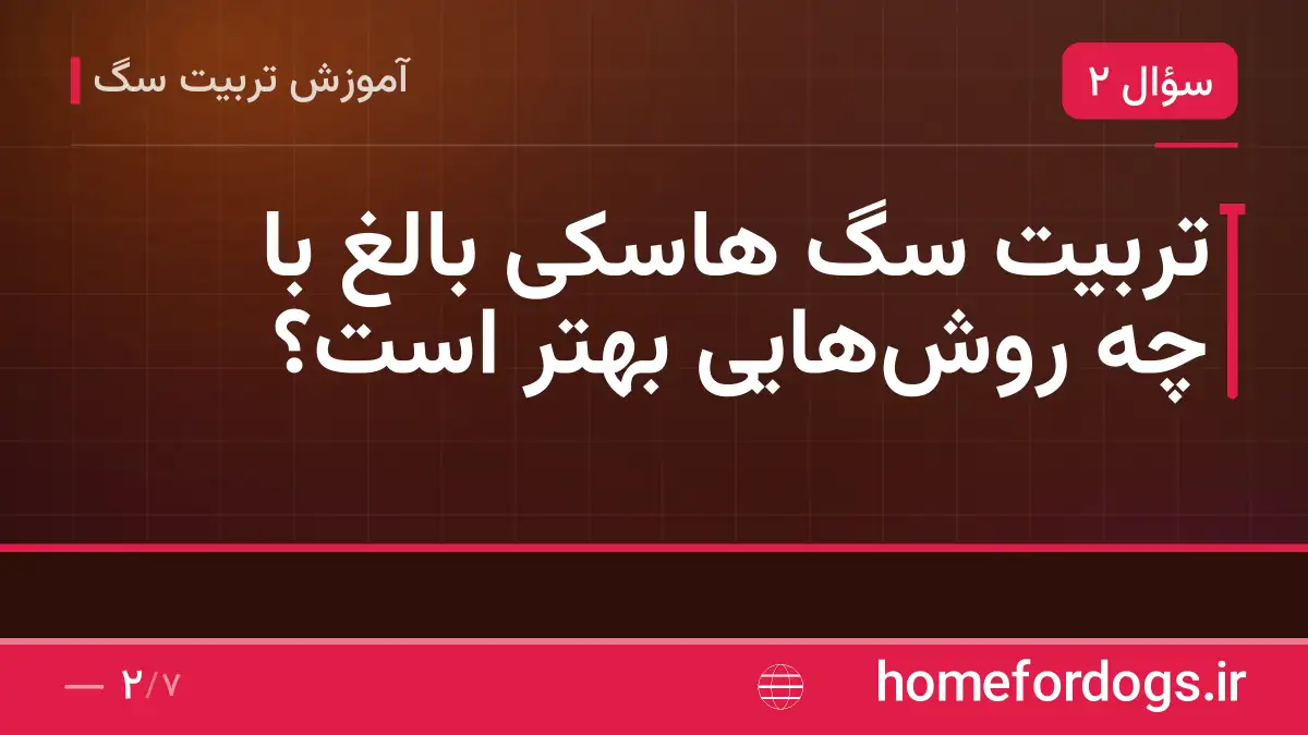 تربیت سگ هاسکی بالغ با چه روشهایی بهتر است؟