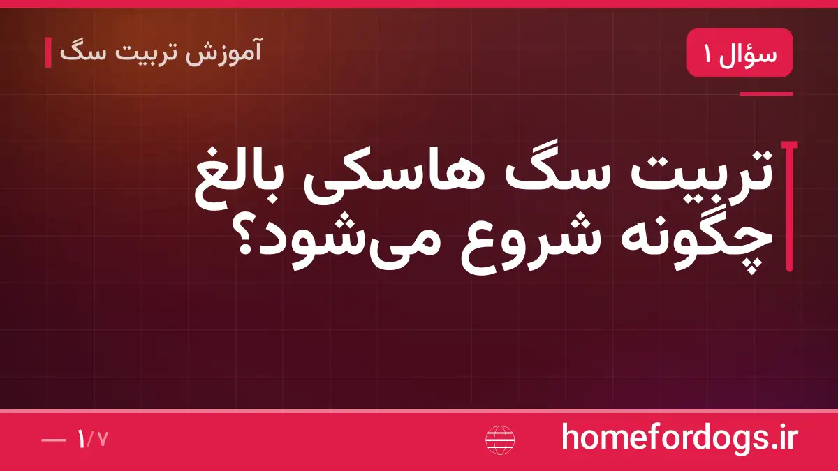 تربیت سگ هاسکی بالغ چگونه شروع میشود؟