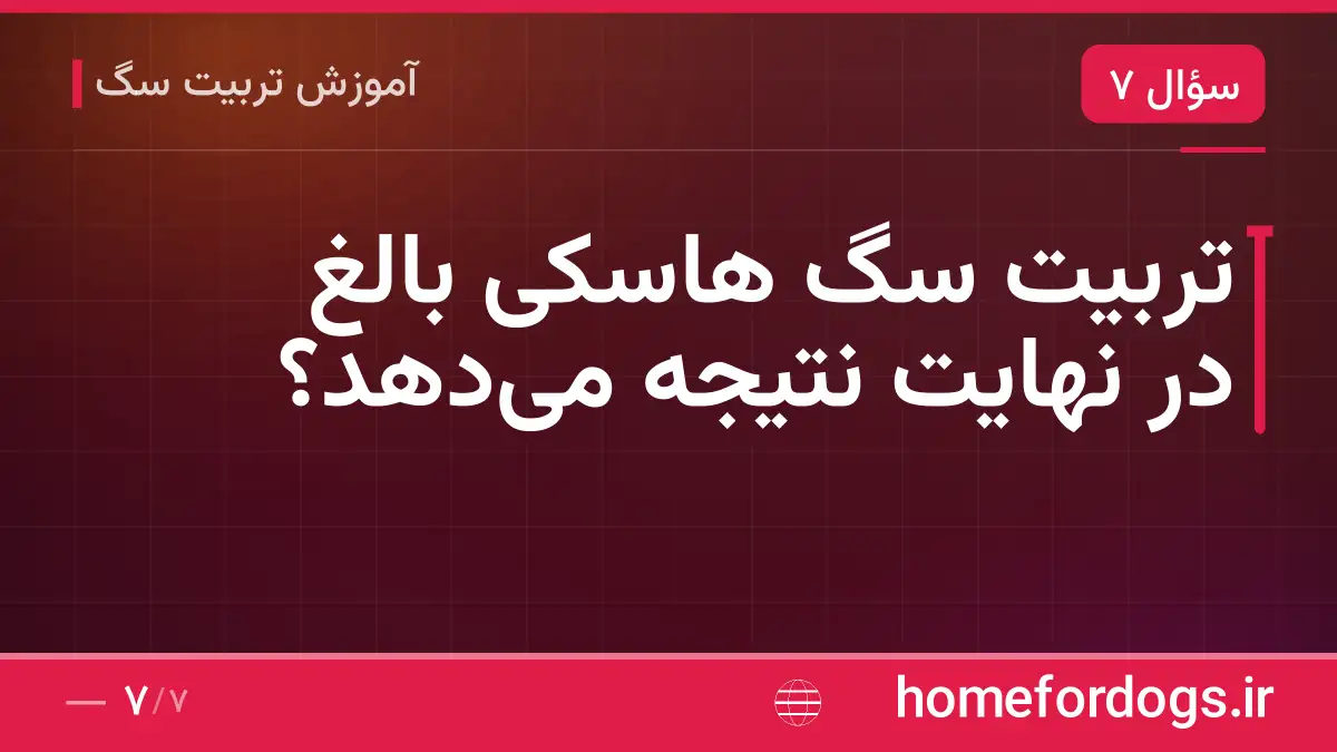 تربیت سگ هاسکی بالغ در نهایت نتیجه میدهد؟