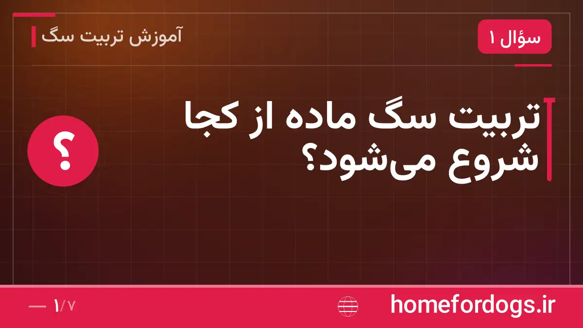 تربیت سگ ماده از کجا شروع می‌شود؟