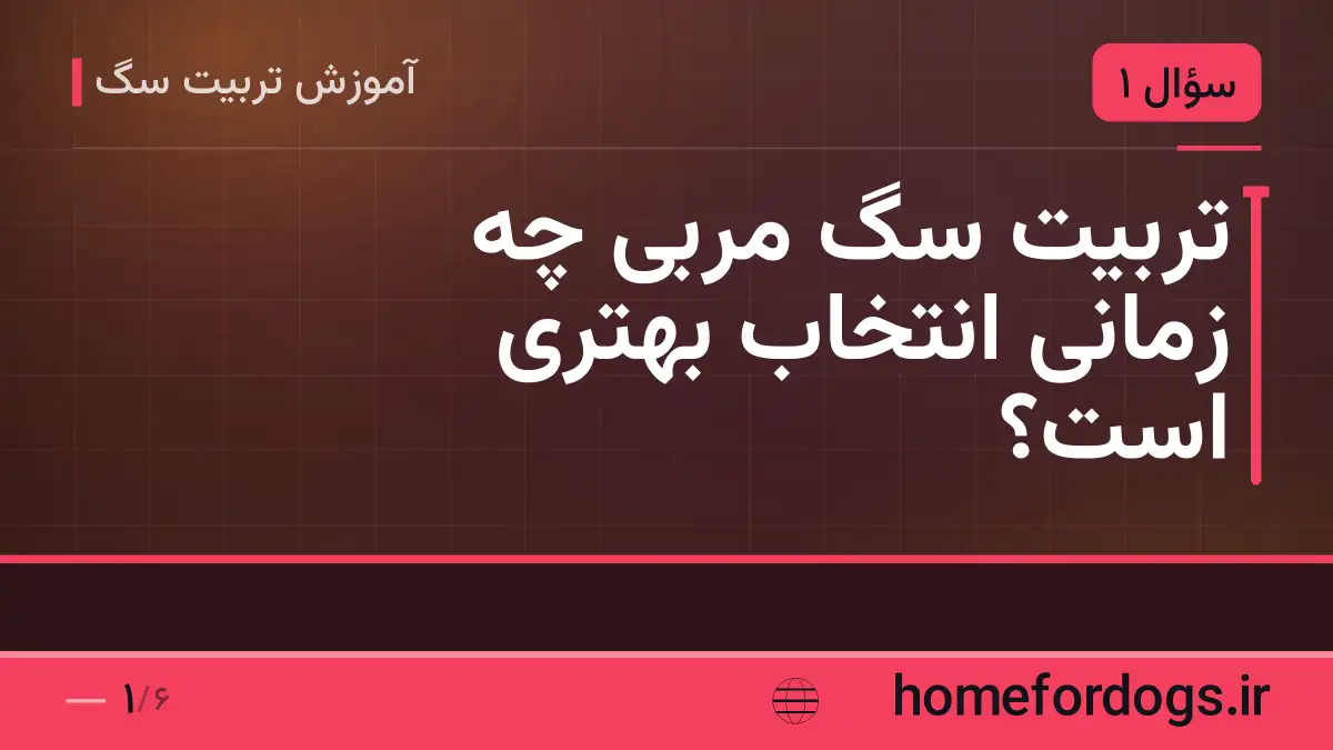 تربیت سگ مربی چه زمانی انتخاب بهتری است؟