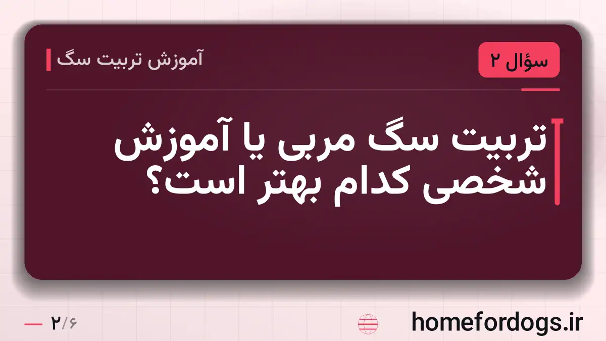 تربیت سگ مربی یا آموزش شخصی کدام بهتر است؟