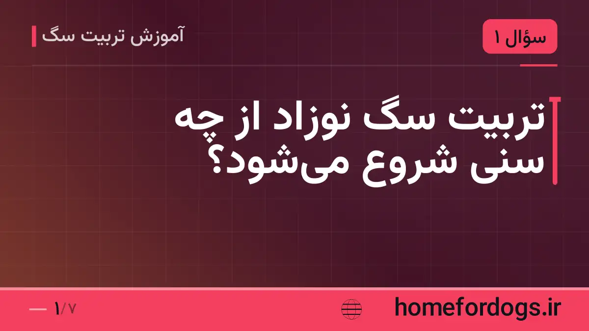 تربیت سگ نوزاد از چه سنی شروع می‌شود؟