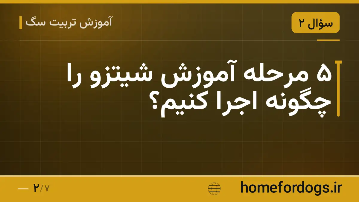 ۵ مرحله آموزش شیتزو را چگونه اجرا کنیم؟