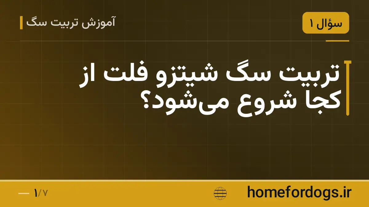 تربیت سگ شیتزو فلت از کجا شروع میشود؟