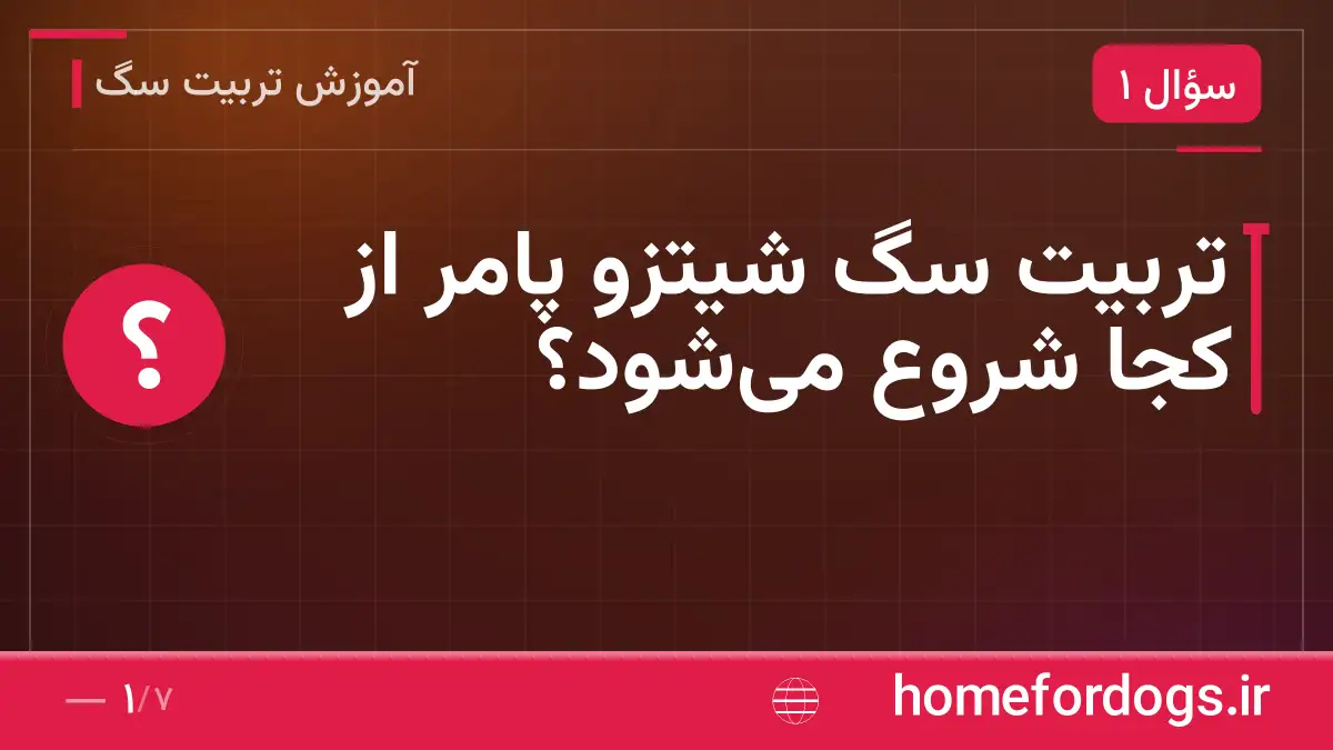 تربیت سگ شیتزو پامر از کجا شروع می‌شود؟