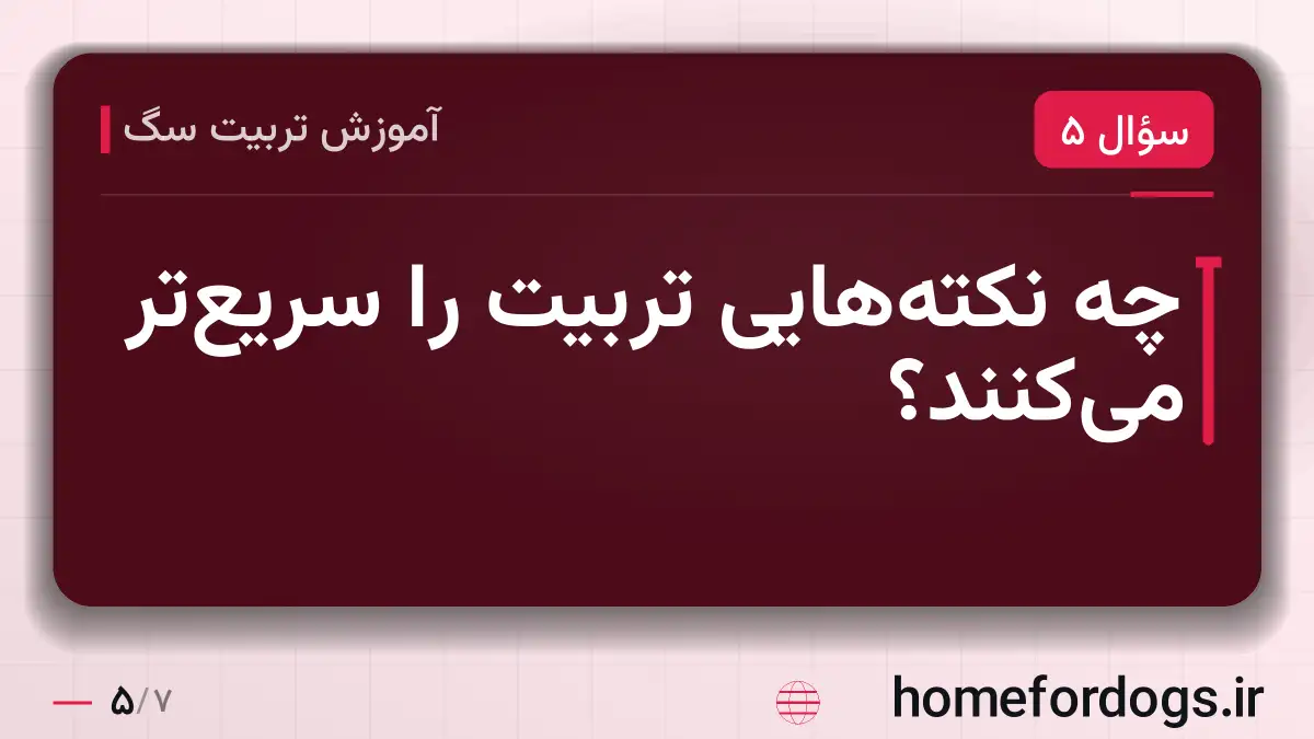 چه نکته‌هایی تربیت را سریع‌تر می‌کنند؟