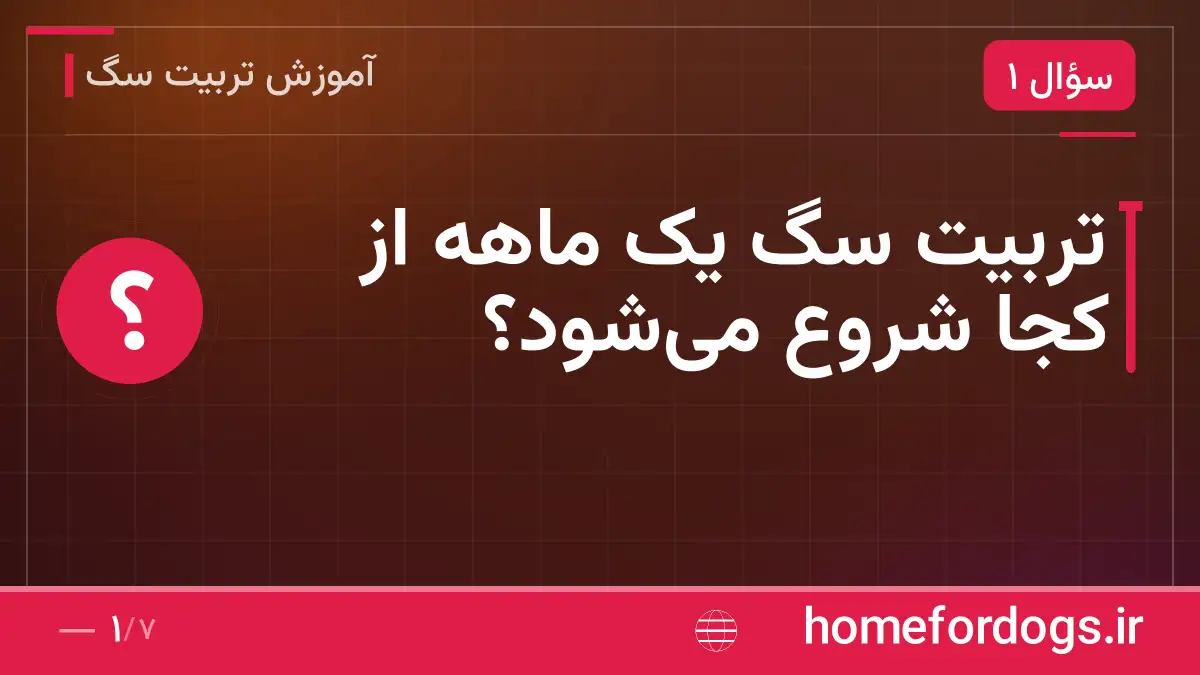 تربیت سگ یک ماهه از کجا شروع می‌شود؟