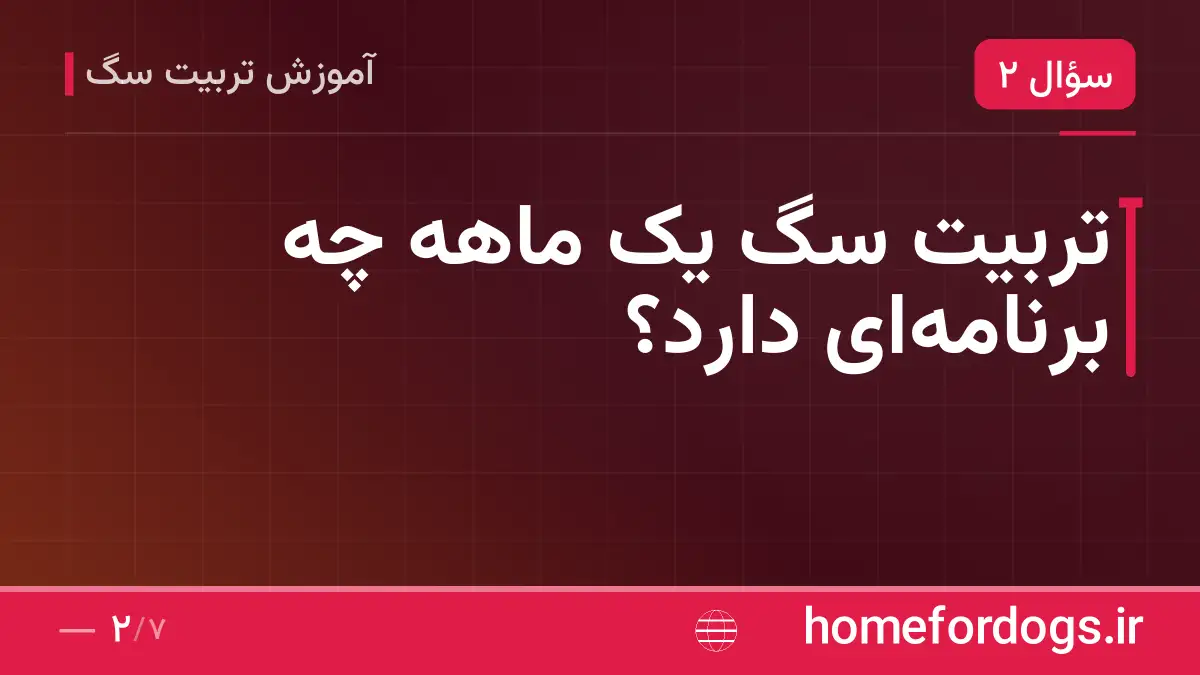تربیت سگ یک ماهه چه برنامه‌ای دارد؟