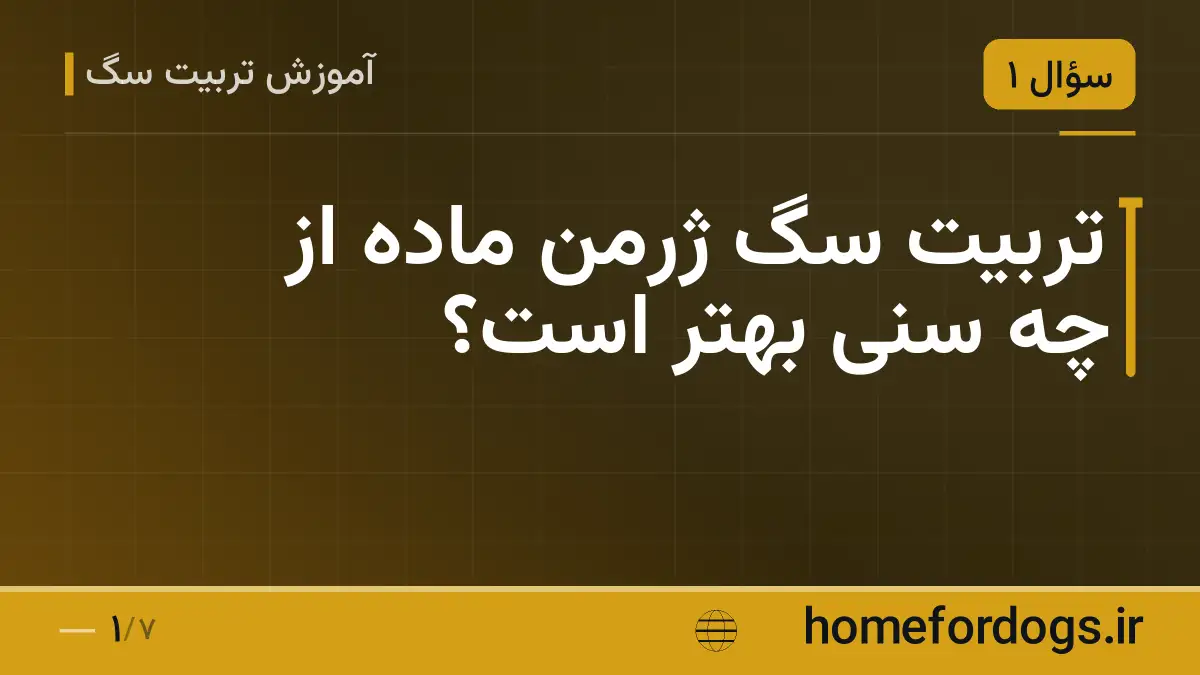 تربیت سگ ژرمن ماده از چه سنی بهتر است؟