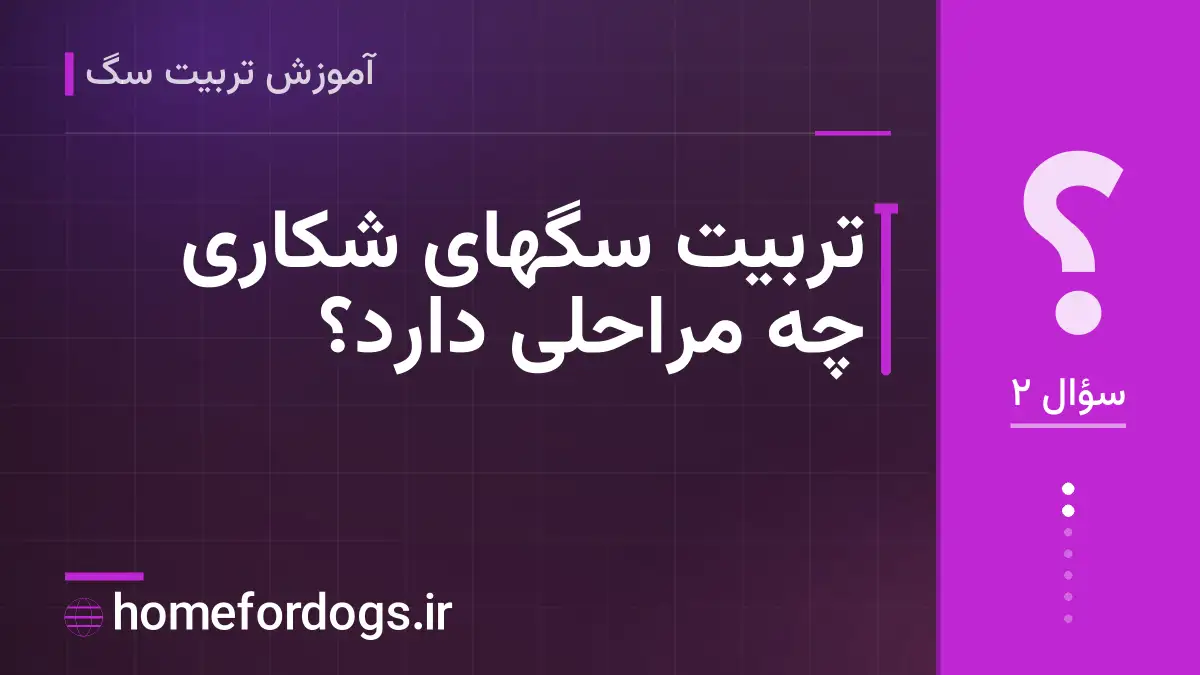 تربیت سگهای شکاری چه مراحلی دارد؟
