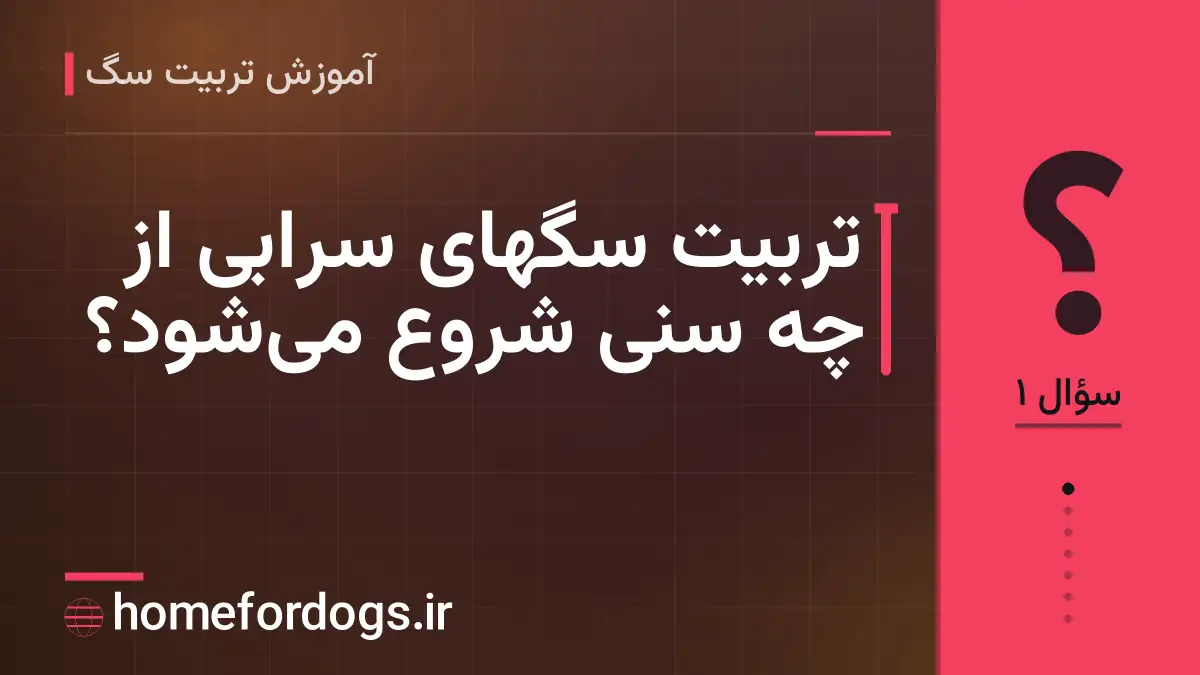 تربیت سگهای سرابی از چه سنی شروع می‌شود؟