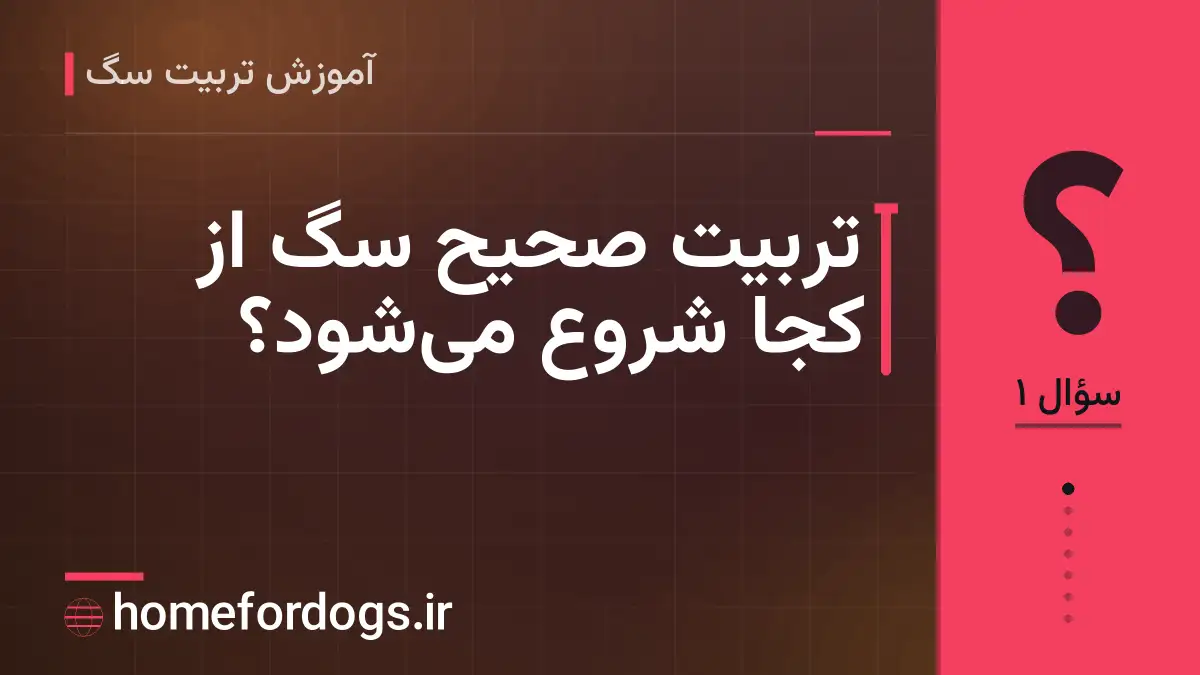 تربیت صحیح سگ از کجا شروع می‌شود؟