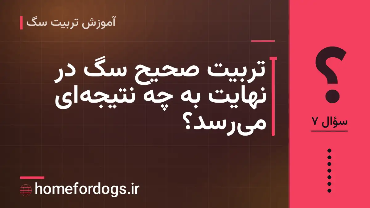 تربیت صحیح سگ در نهایت به چه نتیجه‌ای می‌رسد؟