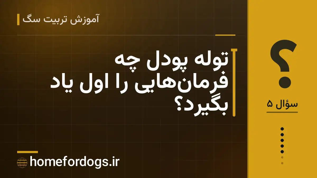 توله پودل چه فرمانهایی را اول یاد بگیرد؟