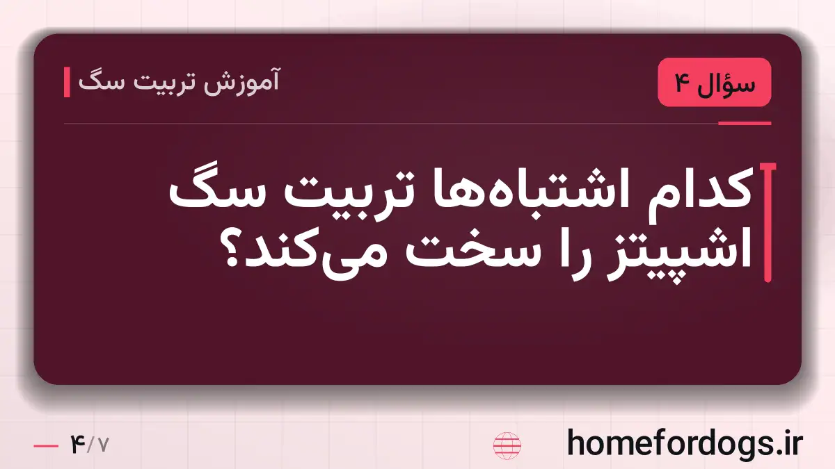 کدام اشتباه‌ها تربیت سگ اشپیتز را سخت می‌کند؟