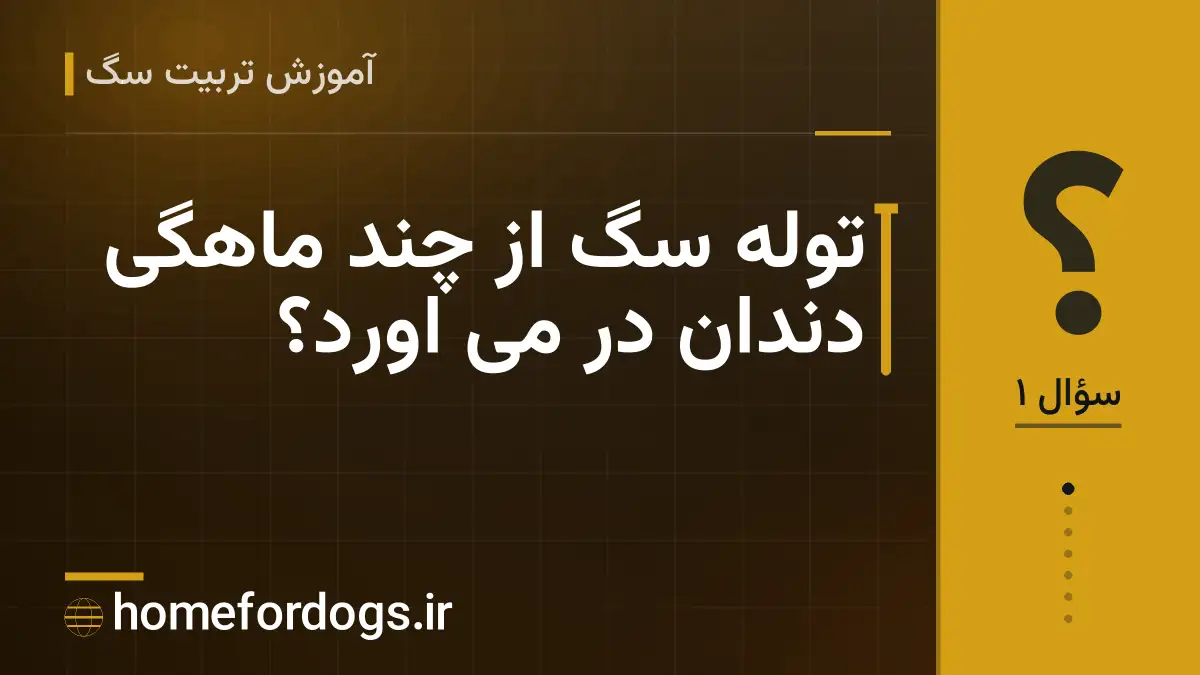 توله سگ از چند ماهگی دندان در می اورد؟
