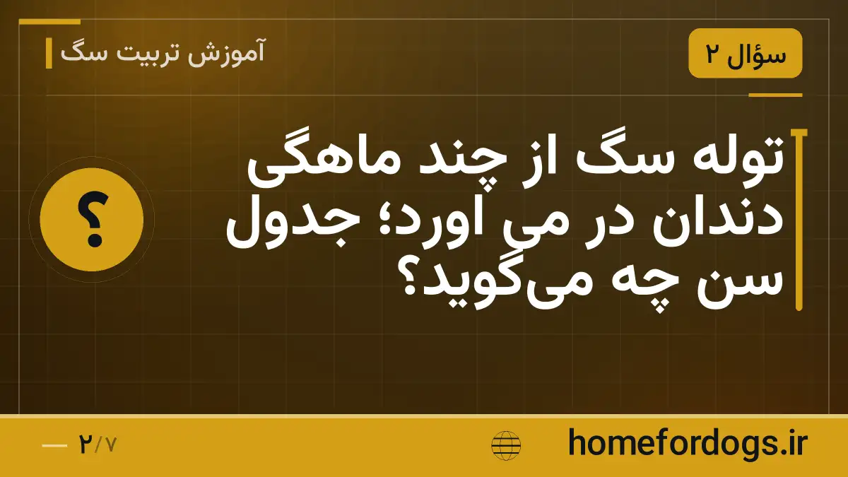 توله سگ از چند ماهگی دندان در می اورد؛ جدول سن چه می‌گوید؟