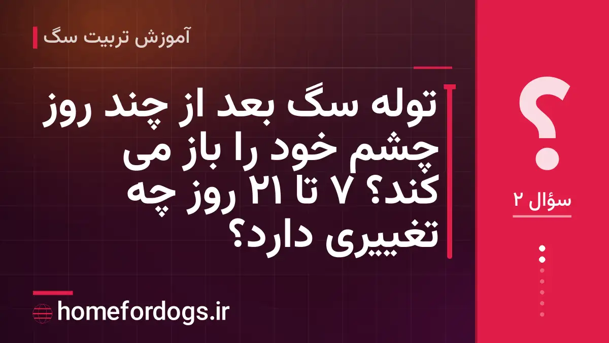 توله سگ بعد از چند روز چشم خود را باز می کند؟ ۷ تا ۲۱ روز چه تغییری دارد؟