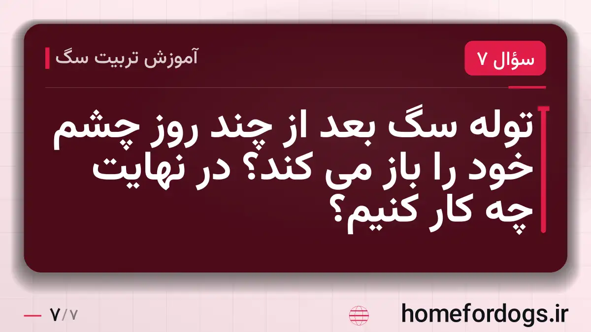 توله سگ بعد از چند روز چشم خود را باز می کند؟ در نهایت چه کار کنیم؟