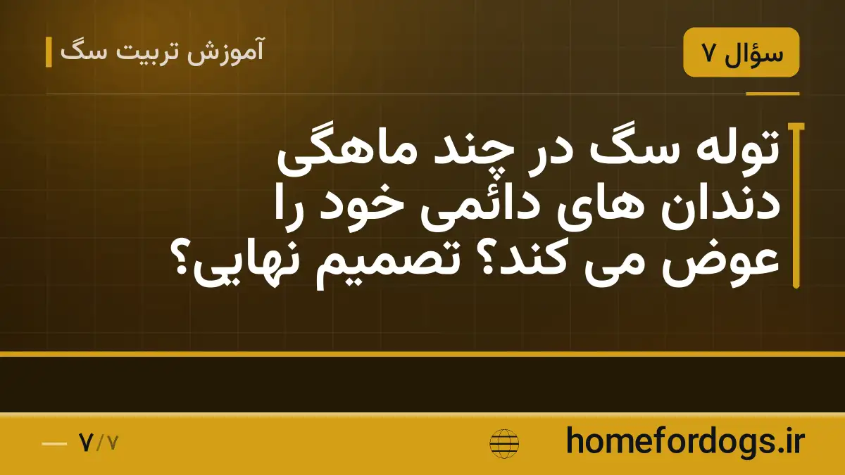 توله سگ در چند ماهگی دندان های دائمی خود را عوض می کند؟ تصمیم نهایی؟