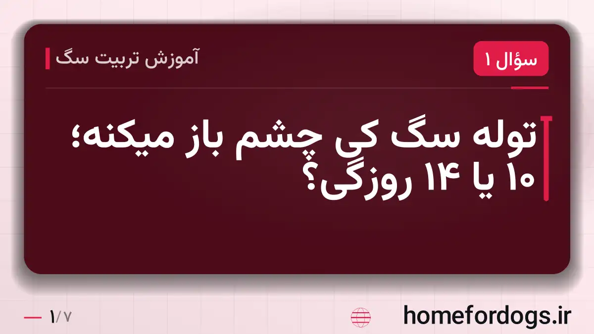 توله سگ کی چشم باز میکنه؛ ۱۰ یا ۱۴ روزگی؟