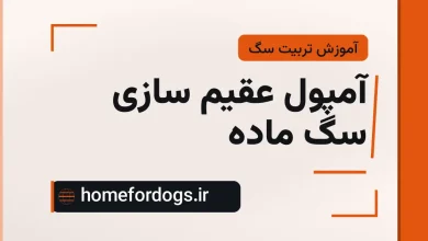 آمپول عقیم سازی سگ ماده
