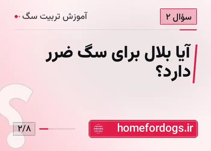 آیا بلال برای سگ ضرر دارد؟