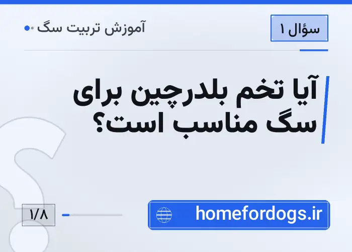 آیا تخم بلدرچین برای سگ مناسب است؟