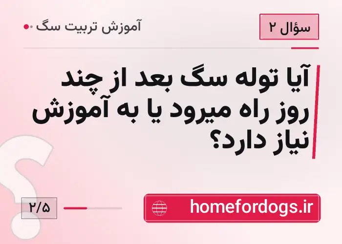 آیا توله سگ بعد از چند روز راه میرود یا به آموزش نیاز دارد؟