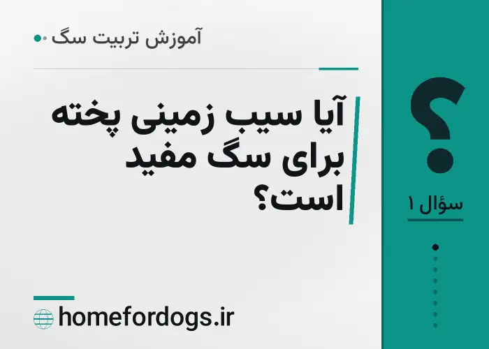 آیا سیب زمینی پخته برای سگ مفید است؟