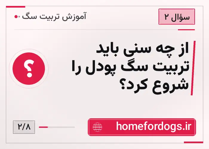 از چه سنی باید تربیت سگ پودل را شروع کرد؟