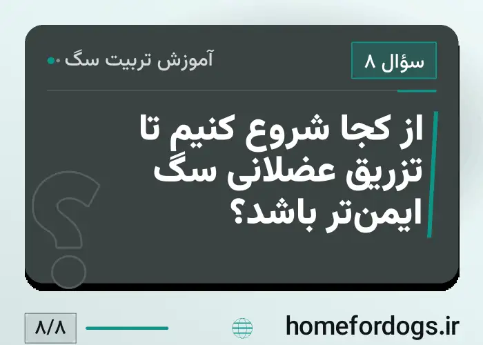 از کجا شروع کنیم تا تزریق عضلانی سگ ایمن‌تر باشد؟