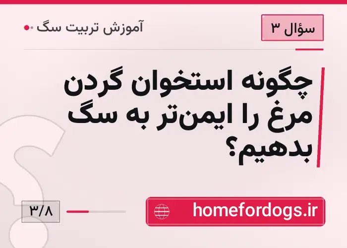 چگونه استخوان گردن مرغ را ایمن‌تر به سگ بدهیم؟