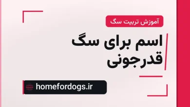 اسم برای سگ قدرجونی