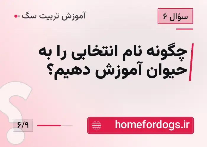 چگونه نام انتخابی را به حیوان آموزش دهیم؟